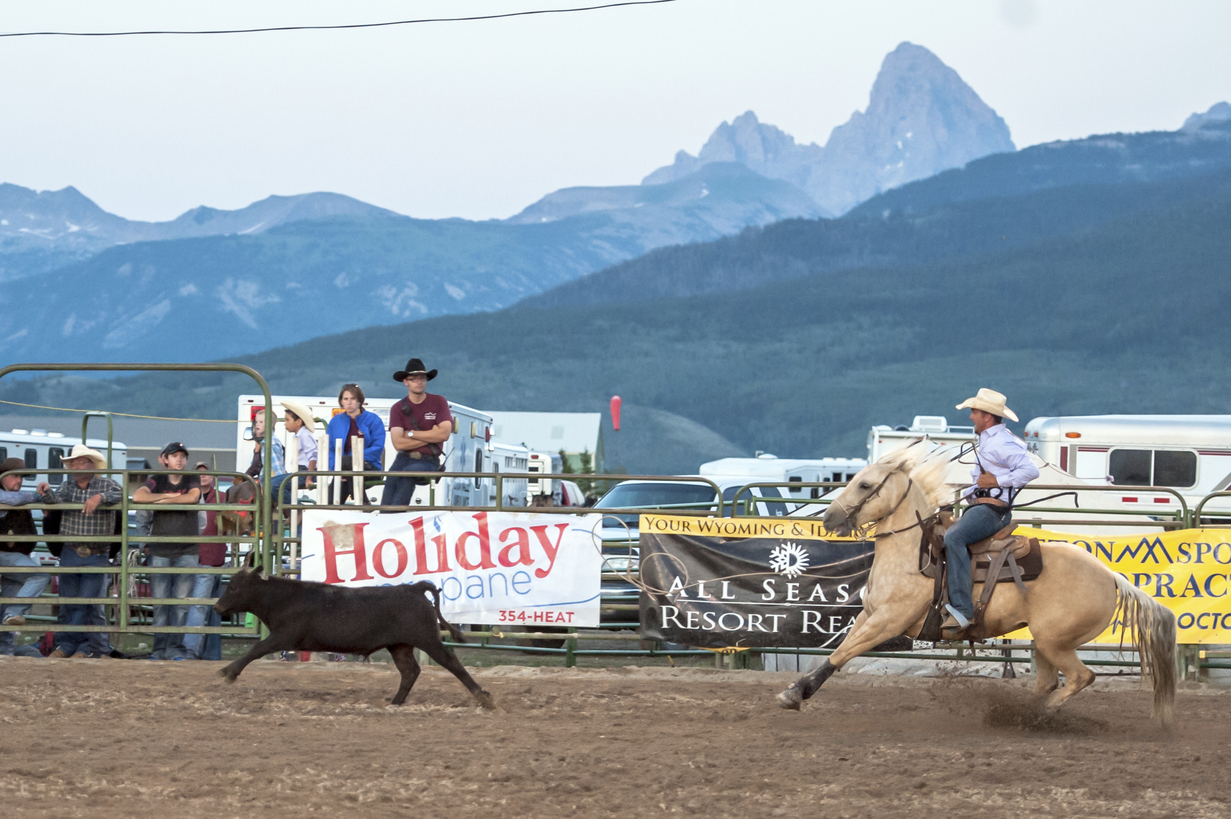 Teton Valley Rodeo image of calf roping in Driggs Idaho. 