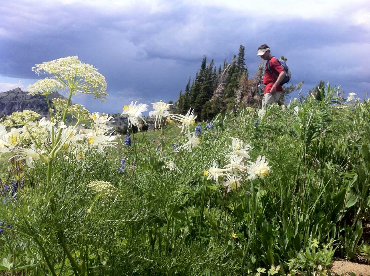 Hiking in the Tetons with wildflowers