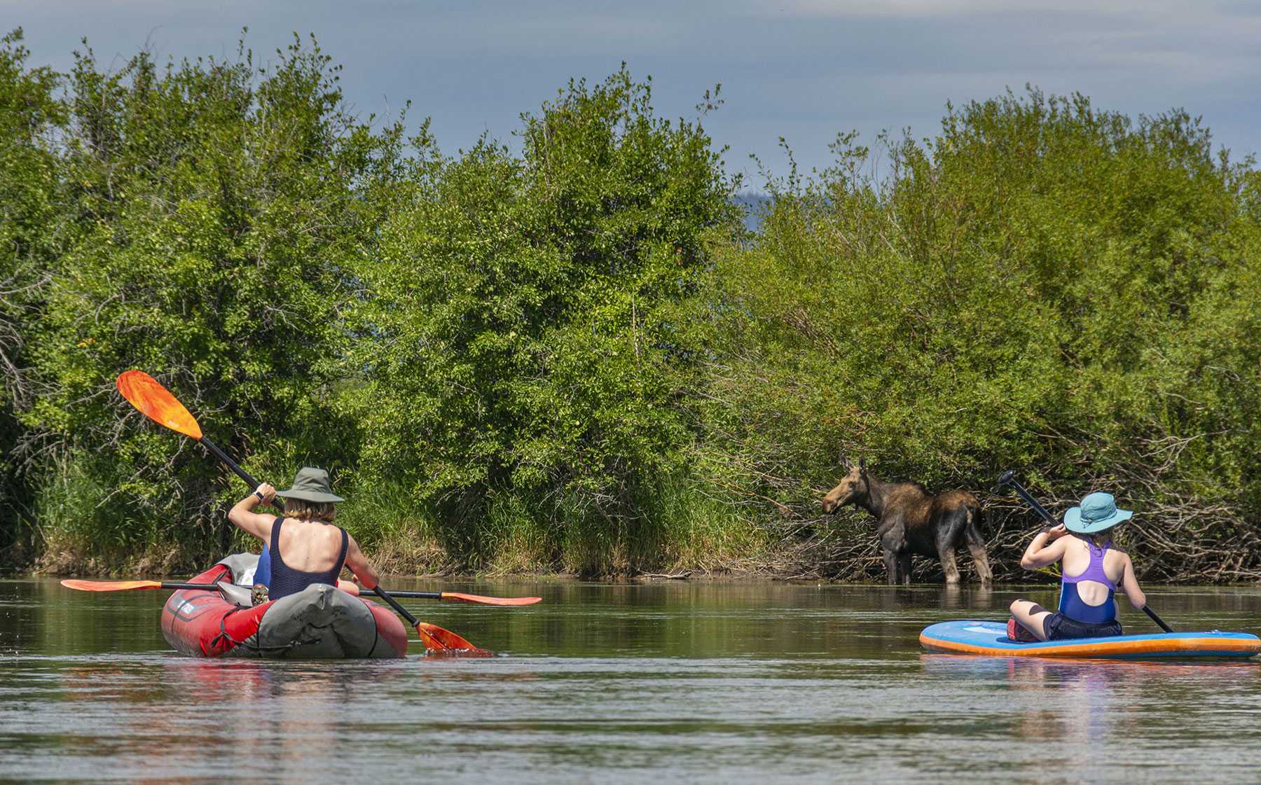 Floating the Teton River with Moose